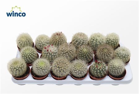 Neoporteria Senilis