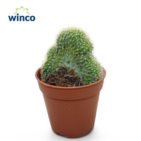Weberbauerocereus Johnstonii Cristata
