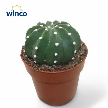 Echinopsis Subdenudata