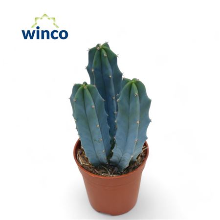 Myrtillocactus Geometrizans