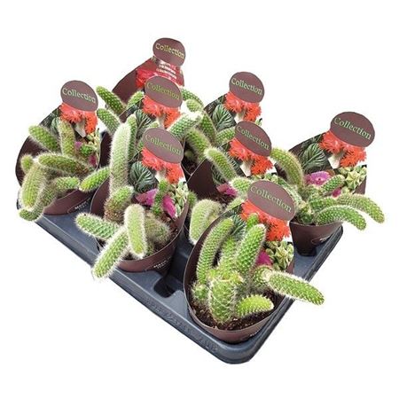 Hildewintera Colademononis Potcover