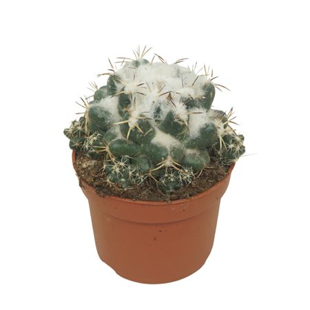 Coryphantha Elephantipens