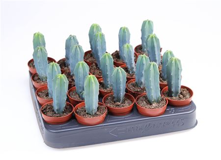 Myrtillocactus Geometrizans