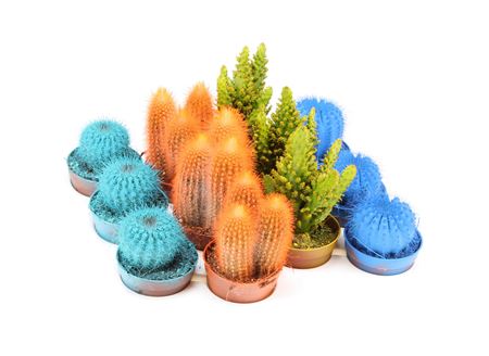 Cactus Rainbow Mix