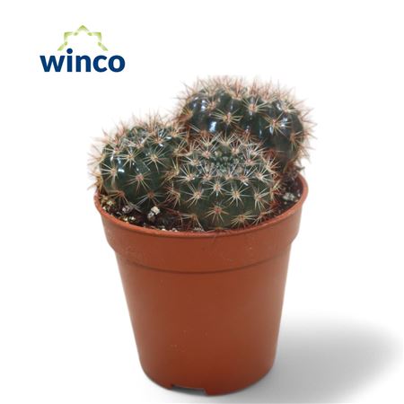 Notocactus Submammulosus