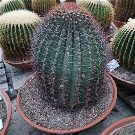 Ferocactus