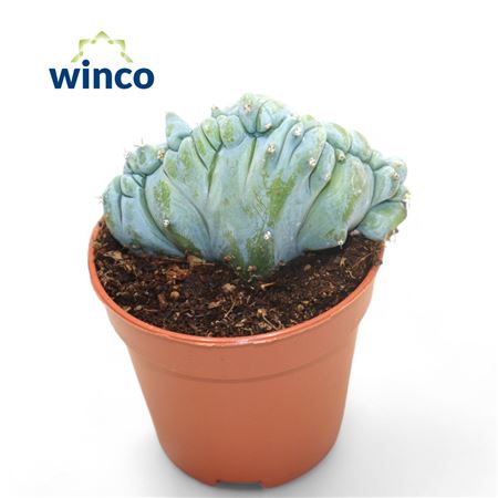 Myrtillocactus Geometrizans Cristata.