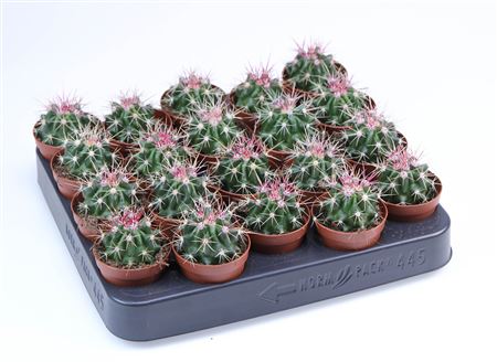 Ferocactus Stainesii E