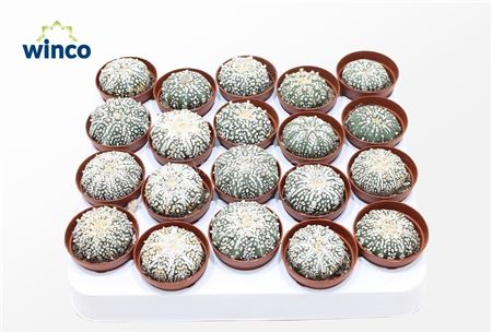 Astrophytum Super Kabuto