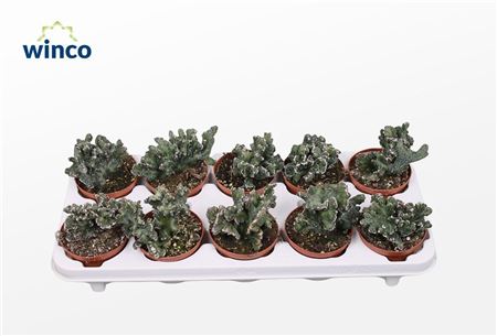 Monvilea Spegazinni Cristata