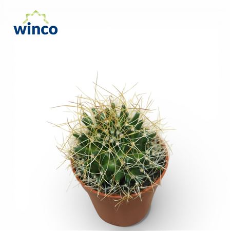 Escobaria Missouriensis Compacta.