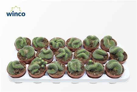 Lobivia Densispina Cristata