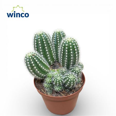 Trichocereus Huascha (group)