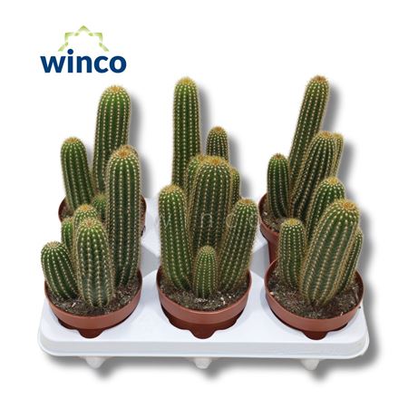 Trichocereus Huascha Ssp.