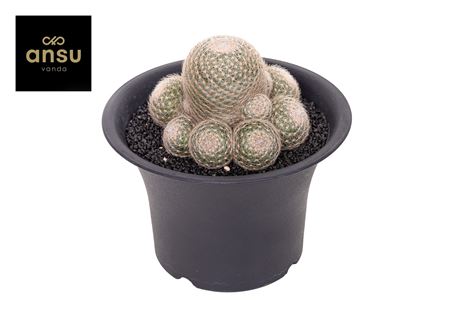 Mammillaria Lenta Xxxl