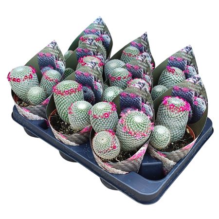 Hildewintera Aureispina Potcover