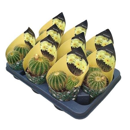 Notocactus Magnificus Potcover