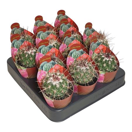 Puna Incahuasi Potcover