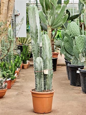 Stenocereus Pruinosus