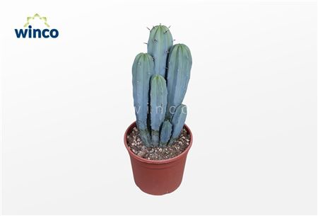 Myrtillocactus Geometrizans