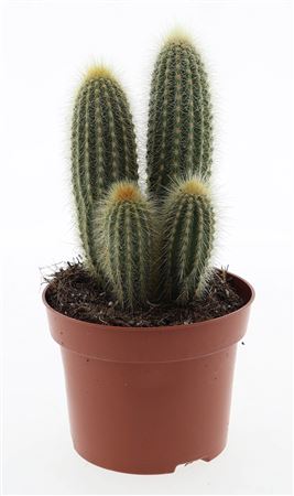 Cactus Vatricania Guentheri