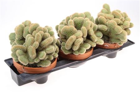 Hildewintera Aureispina