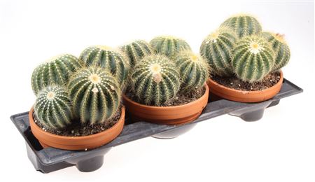 Eriocactus Magnificus