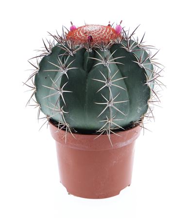 Melocactus Neryi Xl