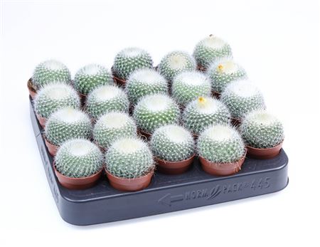 Parodia Chrysacanthum E