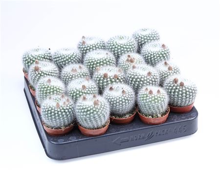 Notocactus Scopa Albispinus E