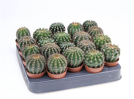 Echinopsis Eyriesii
