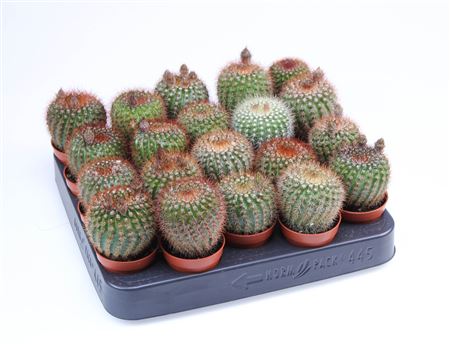 Notocactus Van Vlietii