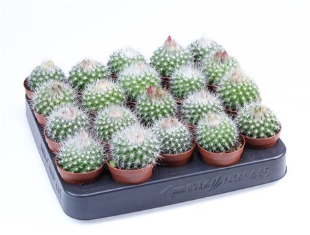 Parodia Penicilata E