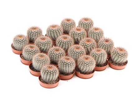 Notocactus Schlosseri