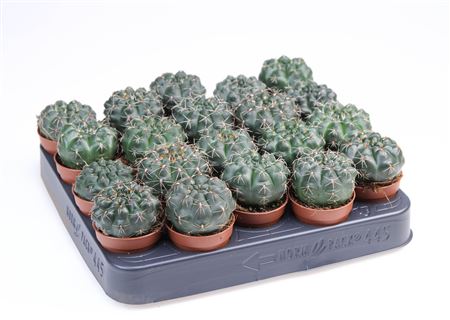 Gymnocalicium Baldianum