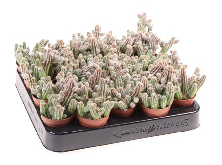 Chamaecereus Silvestrii