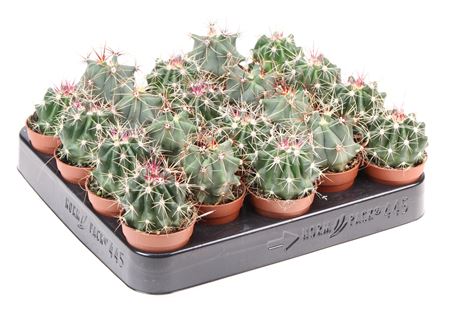 Echinocactus Grusonii