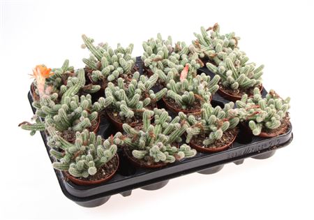 Chamaecereus Silvestrii