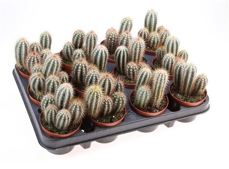 Pilosocereus Braunii