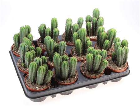 Echinopsis Bridgesii