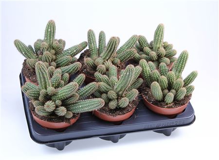 Chamaelobivia Roze Quarrz