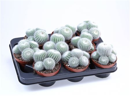 Notocactus Parodia Albata