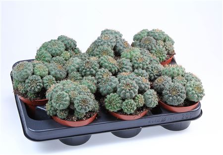 Gymnocalycium Quehlianum