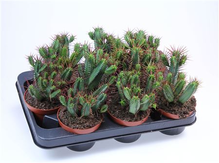 Euphorbia Pentagona