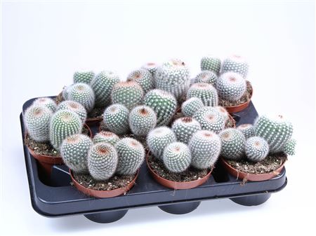 Notocactus Scopa
