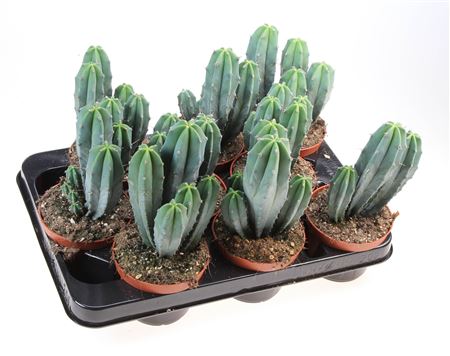 Myrtillocactus Geomertrizans