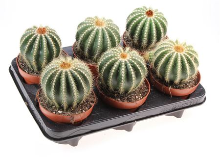 Notocactus Magnificus