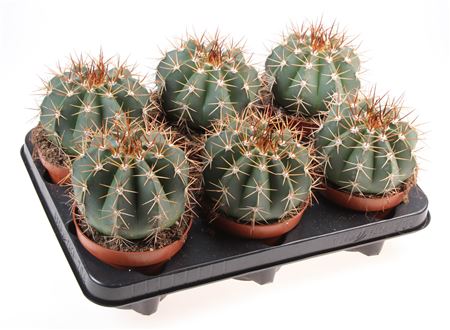 Melocactus Brevispinus