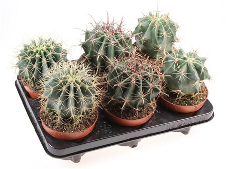Ferocactus Mix