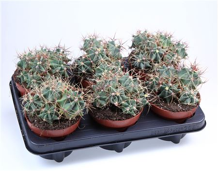 Ferocactus Electracanthus Dubbel N